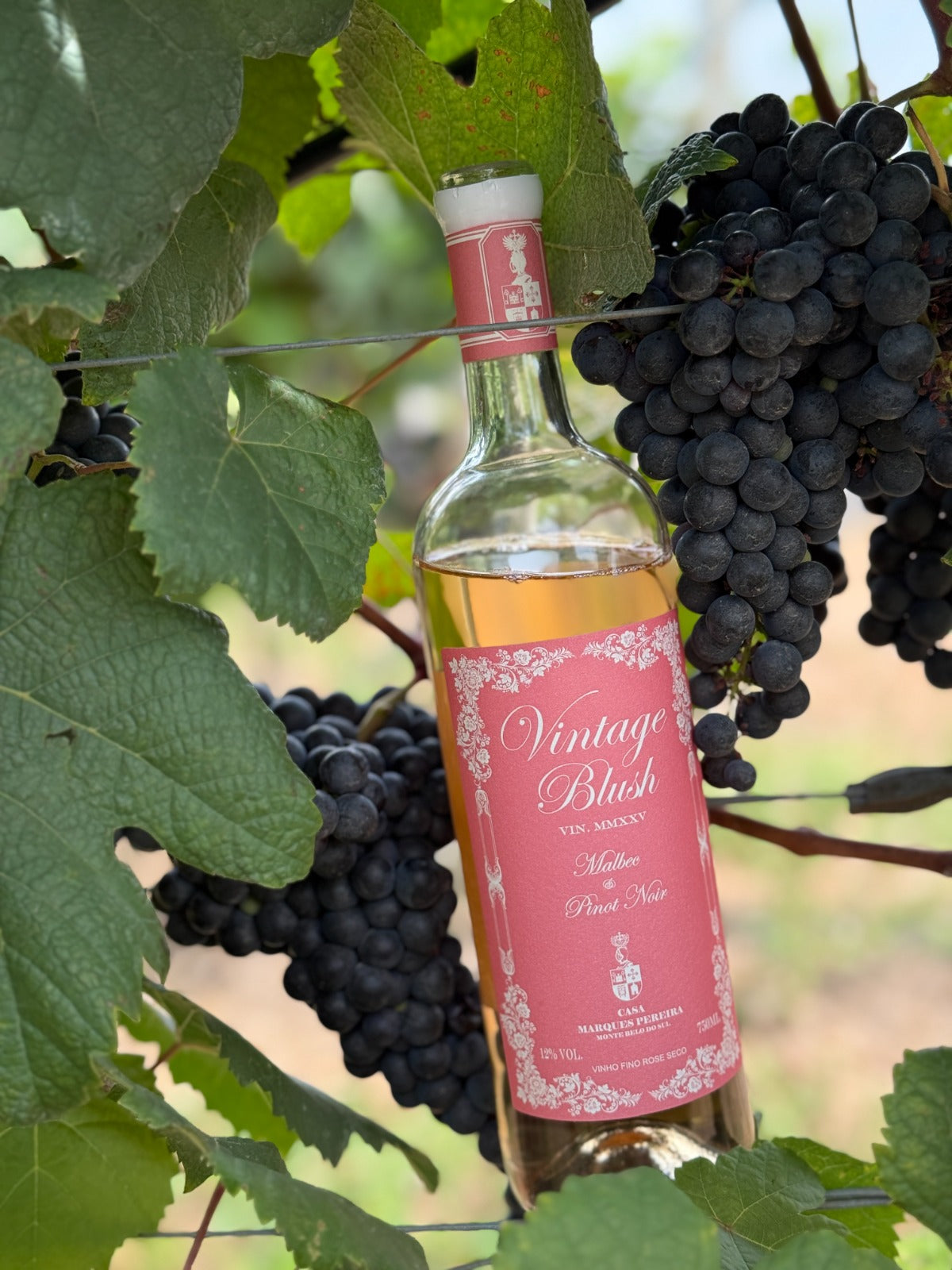 Vintage Blush Rosé - Safra 2025