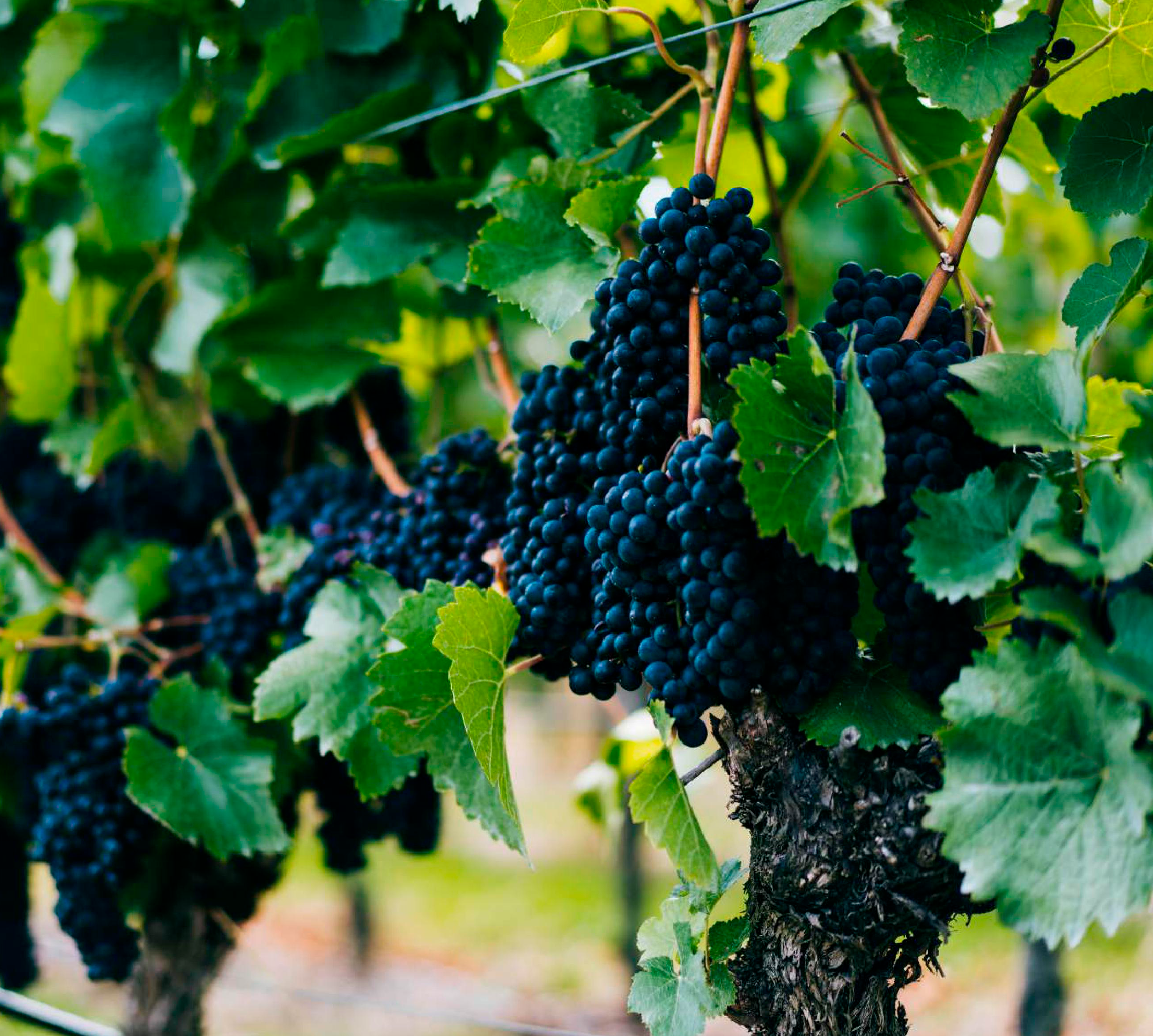 A ORIGEM DA UVA E DO VINHO