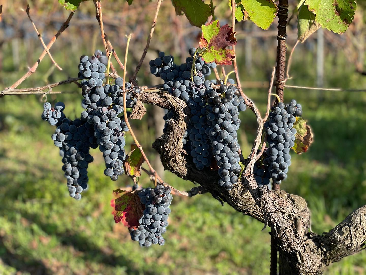 NEBBIOLO: A ELEGÂNCIA E COMPLEXIDADE DA UVA QUE ENCANTA OS AMANTES DO VINHO.