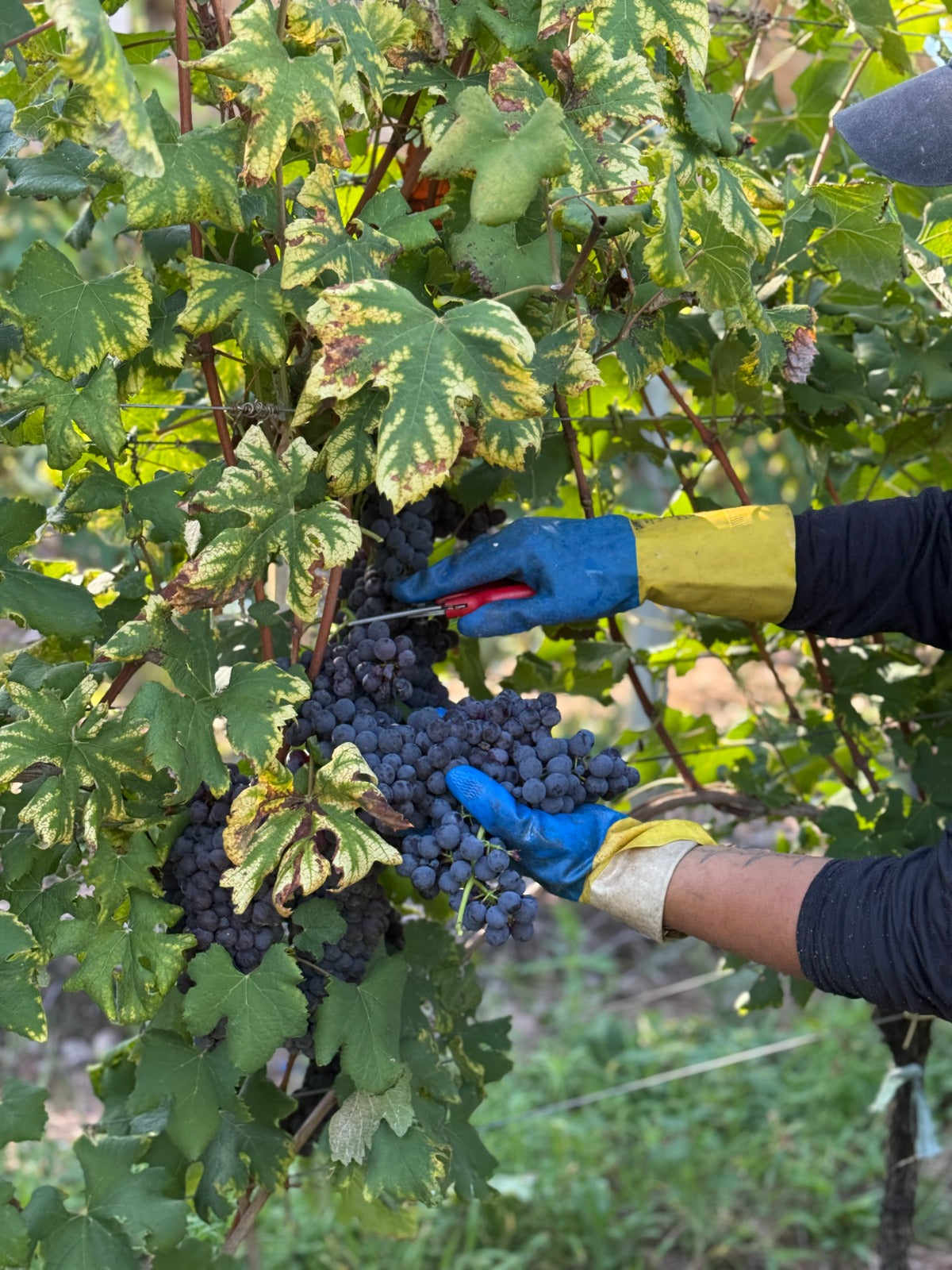 Safra 2026: Conclusão da Colheita no Vinhedo Quinta da Orada