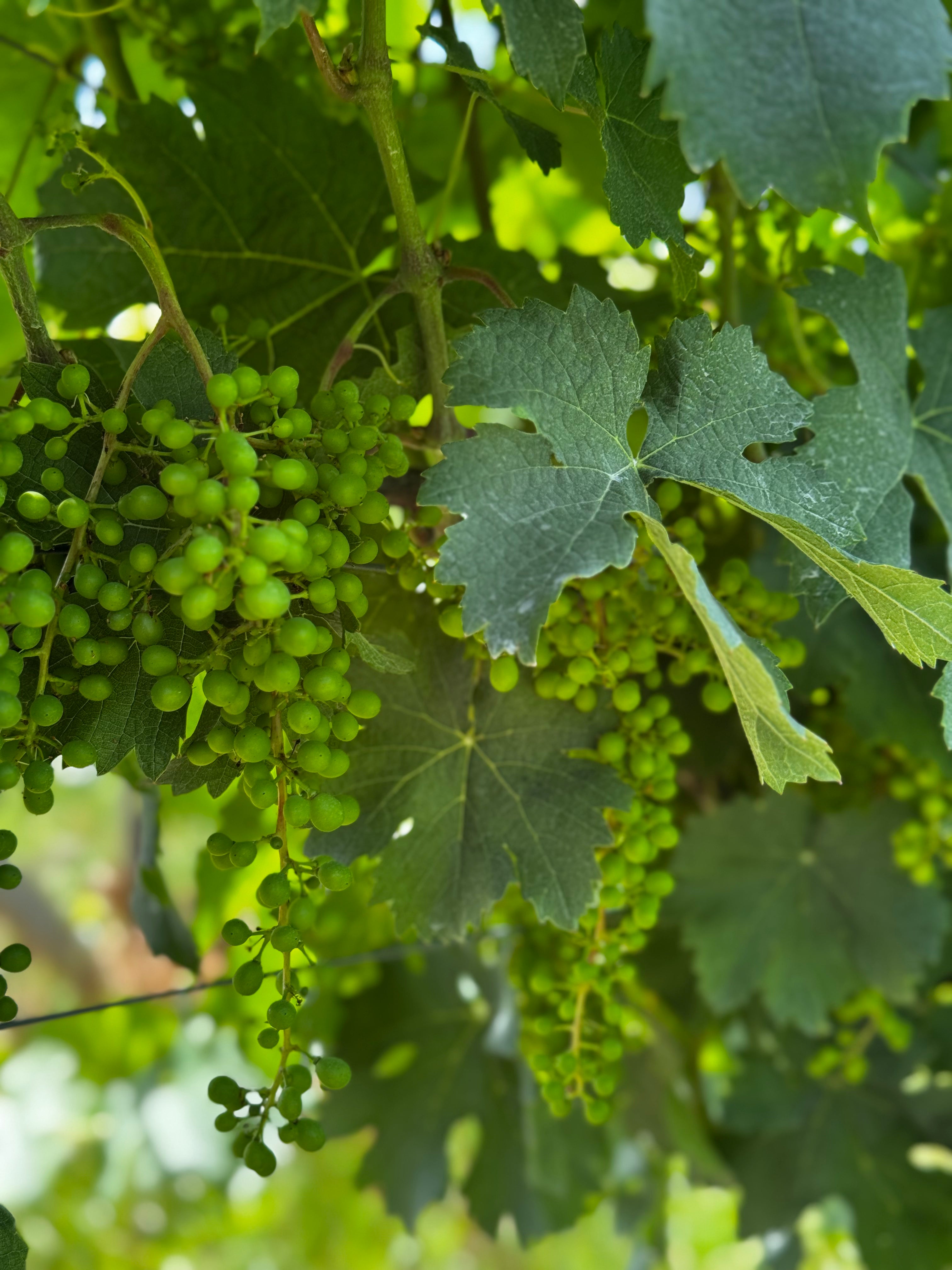 O Ciclo da Videira: Preparando a Excelência da Próxima Safra na Casa Marques Pereira