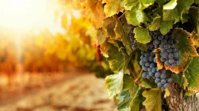 Merlot de Monte Belo do Sul: uma história de excelência que conquista o Brasil
