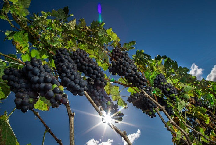 Captura de close-up de um cacho de uvas Nebbiolo escuras, ricas e pruinosas, penduradas em uma videira folhosa durante a colheita de outono no Brasil.